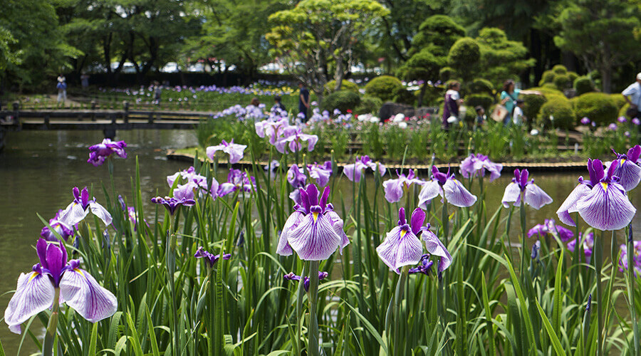 あやめ苑｜伊佐須美神社｜会津美里町