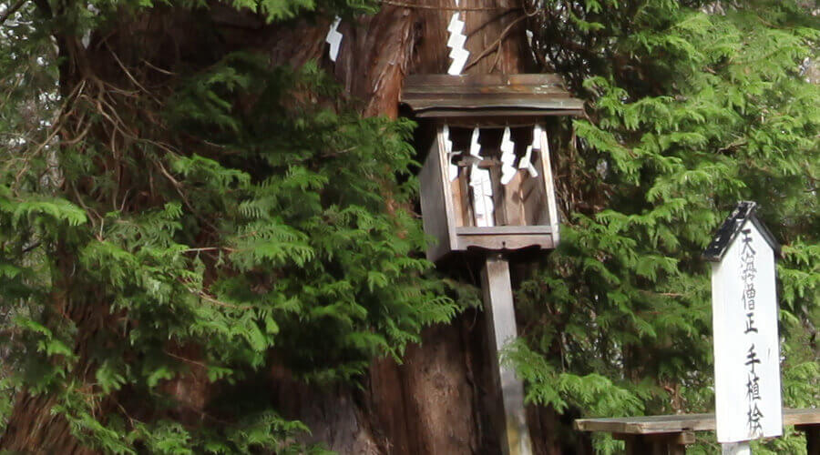 天海大僧正御手植の檜｜伊佐須美神社｜会津美里町