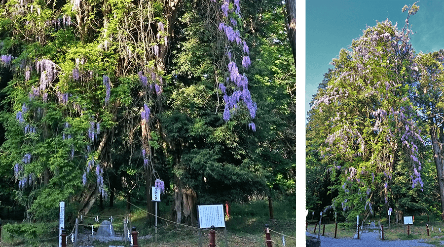飛龍の藤｜伊佐須美神社｜会津美里町