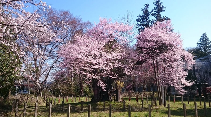 神代桜｜伊佐須美神社｜会津美里町