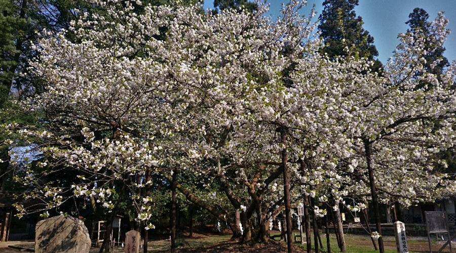 薄墨桜｜伊佐須美神社｜会津美里町