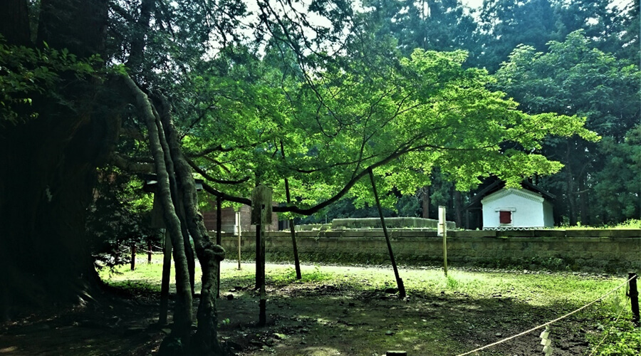 縁結びの紅葉｜伊佐須美神社｜会津美里町