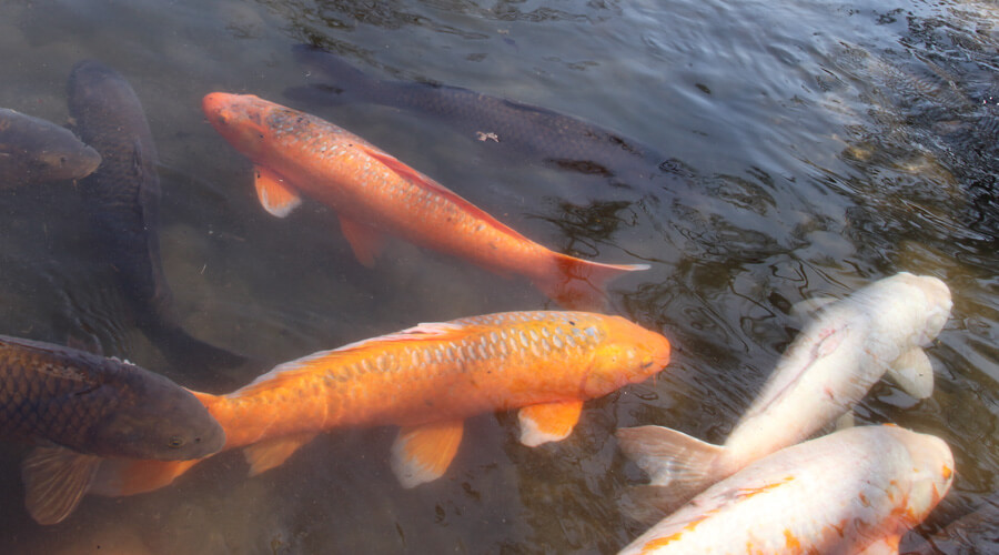 苑内池｜あやめ苑｜会津美里町
