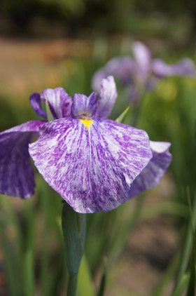 高田錦｜あやめ苑｜会津美里町